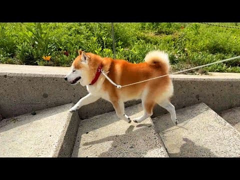 意外とむずかしいステップで階段を上がっている柴犬
