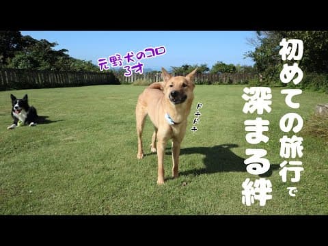 3年間引きこもっていた保護犬を旅行に連れて行ったら予想外の嬉しい出来事が起こりました！