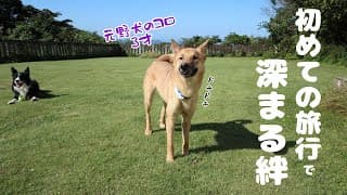 3年間引きこもっていた保護犬を旅行に連れて行ったら予想外の嬉しい出来事が起こりました！