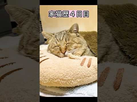 これでよく野良猫として生きてこれたね(3) #野良猫 #元野良猫 #猫ッチョファミリー