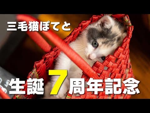 三毛猫ぽてと生誕7周年記念映像集