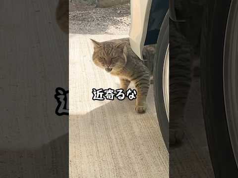 野良の成猫を保護して子供みたいに大事に育てたらこうなった #野良猫 #保護猫 #猫ッチョファミリー