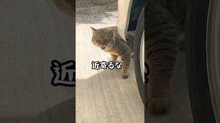 野良の成猫を保護して子供みたいに大事に育てたらこうなった #野良猫 #保護猫 #猫ッチョファミリー