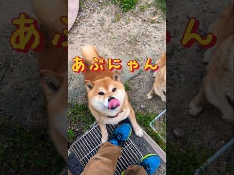 柴犬あぶにゃん❗️レオですけど😅#柴犬さん #柴犬 #柴犬レオ #柴犬大好き