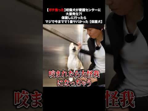 咬傷犬が愛護センターに大量発生?!マジで今までで1番ヤバかった 【保護犬】
