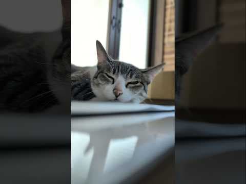 まったり夏の猫🐱 - Cats in summer - #shorts #cat