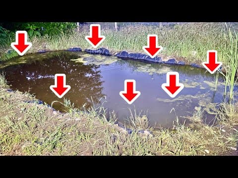 作って10ヶ月後のビオトープであの生き物が大量繁殖していました