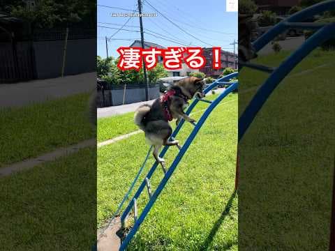 凄い‼️公園を全力で楽しむ柴犬がこちら🐶　#柴犬　#犬　#公園　#うんてい #犬のいる暮らし