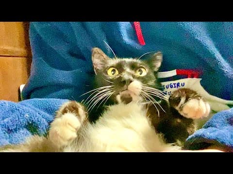 たまには猫ソラン君も抱っこしてみたら