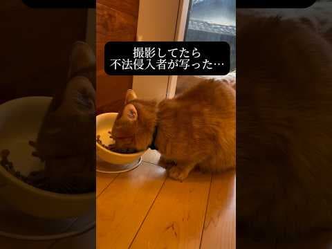 たまたまカメラに写った不法侵入者