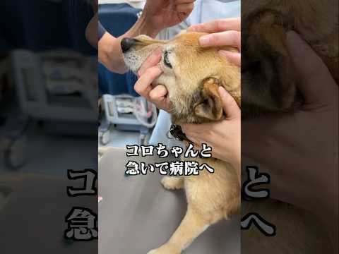 コロちゃんと急いで病院へ。