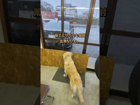 お兄ちゃんが帰って寂しそうにしてるかと思えば意外とあっさり諦めるのね。 #ゴールデンレトリバー子犬 #大型犬のいる生活