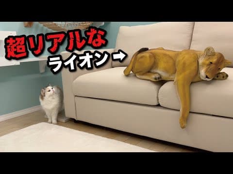 部屋の中にガチすぎるライオンがいたときの猫の反応が面白すぎた笑【関西弁でしゃべる猫】【猫アテレコ】