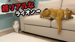 部屋の中にガチすぎるライオンがいたときの猫の反応が面白すぎた笑【関西弁でしゃべる猫】【猫アテレコ】