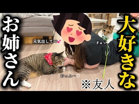 大好きなお姉さんが遊びに来たら大興奮して荒ぶる元ボス猫