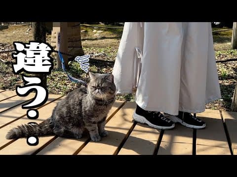 不器用な妹に愛猫の散歩をお願いしたらお互い自由奔放すぎたww