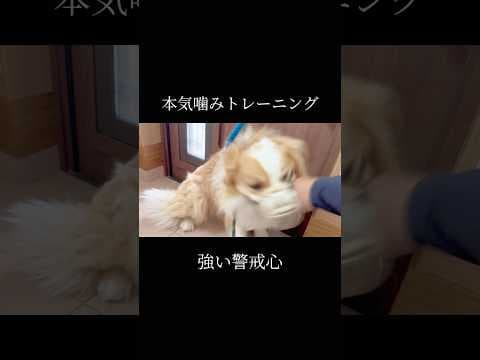 誰から何をどうやって学ぶのか #doglibre #ボーダーコリー #犬のしつけ #ドッグトレーニング