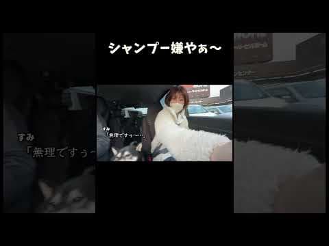 シャンプー嫌やぁ〜な柴犬