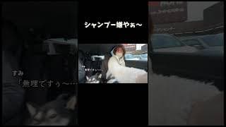 シャンプー嫌やぁ〜な柴犬