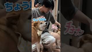 長男一時帰国パニック #柴犬スティーブ