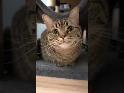 可愛い猫の為に全速力で帰宅するパパ!! #shorts #猫 #cat