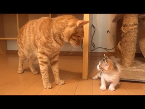 【生後30日】大好きな子猫にたくさん話しかける先住猫