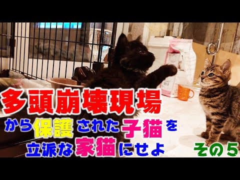 多頭崩壊現場から保護された子猫とケージの外で遊んで遊んでみる　多頭崩壊現場から保護された子猫を立派な家猫に育て上げてみる　その５