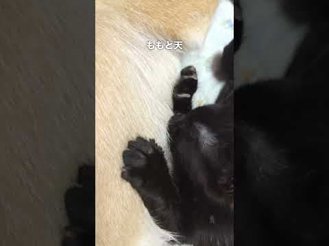 子猫にお乳をねだられる柴犬　Shiba Inu Nurses a Kitten