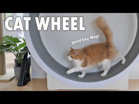 We bought our cats a cat wheel