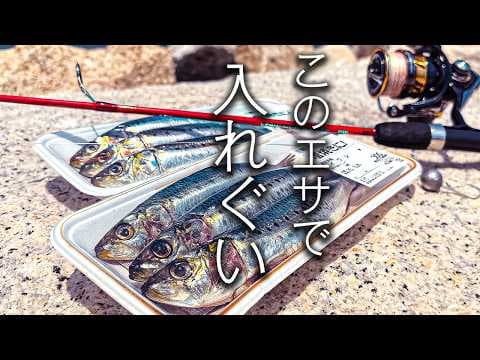 イワシを落とすだけ。次々と釣れるこの釣りがやめられない