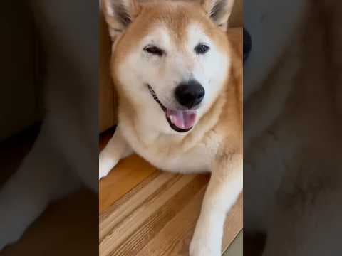 柴犬福 危険な暑さでも天サロして姉に心配される柴犬🤣Sis and Shiba🤣#姉と柴 #shorts #funny #funnydog #dogshorts #柴犬 #시바견 #shiba
