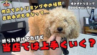 噛み犬トリミング初来店のトイプードル！他店でのトラウマや断られ続けた過去