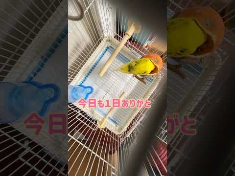 こんぺい寝かす所