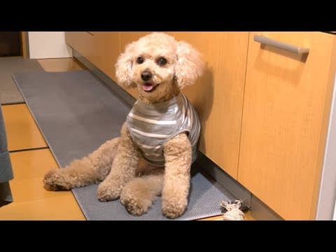 お姉ちゃんが帰省して嬉しさが溢れ出る大きいトイプードル【デカプー】【トイプードルのロアくん】【toy poodle】