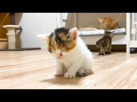 遊びたいから必死に耐える子猫