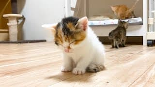 遊びたいから必死に耐える子猫