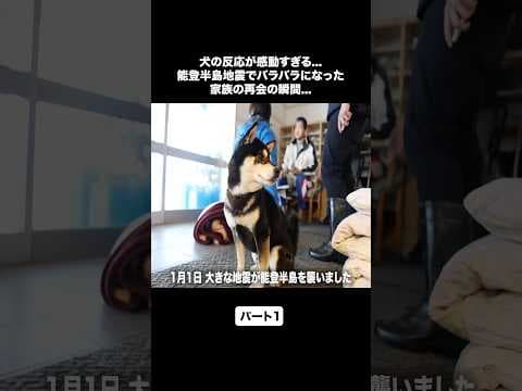 犬の反応が感動すぎる...能登半島地震でバラバラになった家族の再会の瞬間
