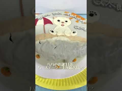 ワンちゃん用バースデーケーキしか見ていない誕生日犬 #cakeshop_mille #犬用ケーキ #オリジナルケーキ #柴犬