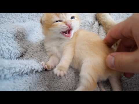 Cute kitten who gets angry when someone touches her belly while she naps...