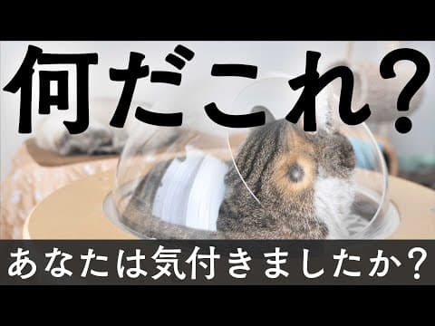 猫を撫でていたら、ゾワッと鳥肌が立つ出来事が起こりました…