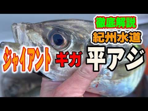 《和歌山》【お前の知らない世界！】50㎝オーバーは当たり前！紀州水道のメタボ平アジ2024 12 29玉市丸ジャンボアジ