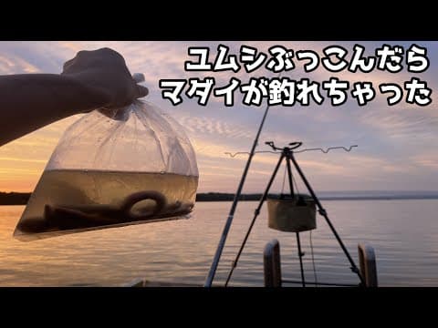 ユムシぶっこんだらマダイ釣れちゃった