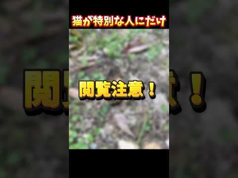 猫が特別な人にだけ渡すプレゼント#shorts #cat#保護猫