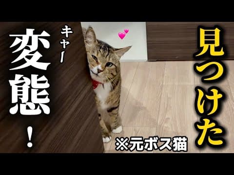 元ボス猫を家族に迎えたらトイレにこもる飼い主をチラチラ覗きに来るただの変態アザラシでした