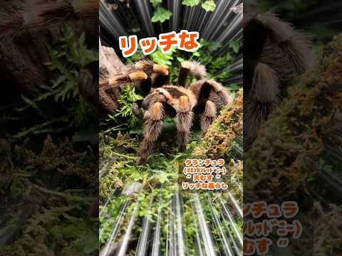 竹用ドリルって知ってるかい？#タランチュラ #奇蟲