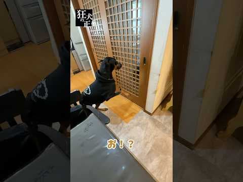 一週間ぶりのパパとの再会