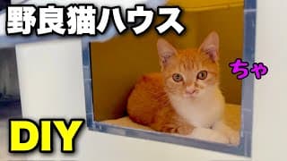 【野良猫ハウス DIY】子猫たちに小屋とトイレを作ったら…