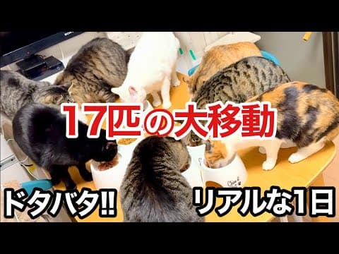 17匹の猫､新居へ大移動!! 引越し当日のリアルなドタバタ劇！