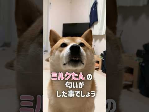 密会を謝罪 #柴犬 #犬 #柴犬こむぎ