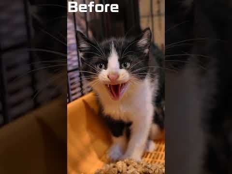 保護した子猫の、どこへ行った君の警戒心　わた君の場合